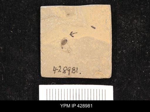 undet. Diptera