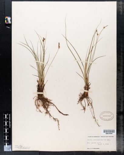 Carex pensylvanica
