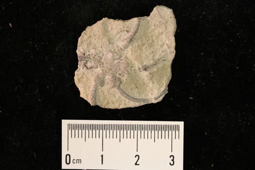 undet. Ophiurida