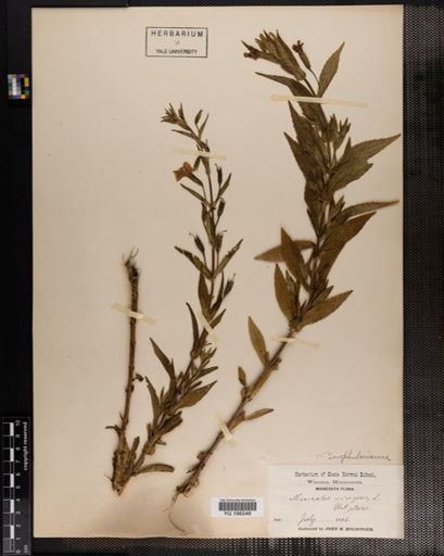 Plantae