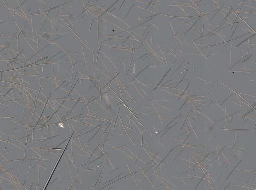 Myrmekioderma