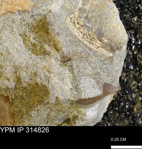 undet. Mollusca