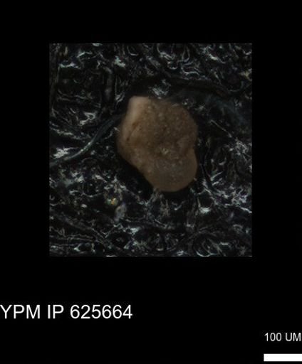 undet. Foraminiferida