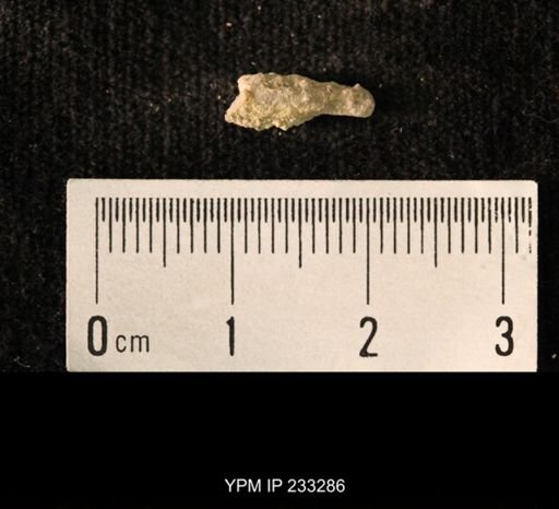 Archaeocidaris sp.