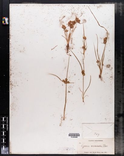 Cyperus acuminatus