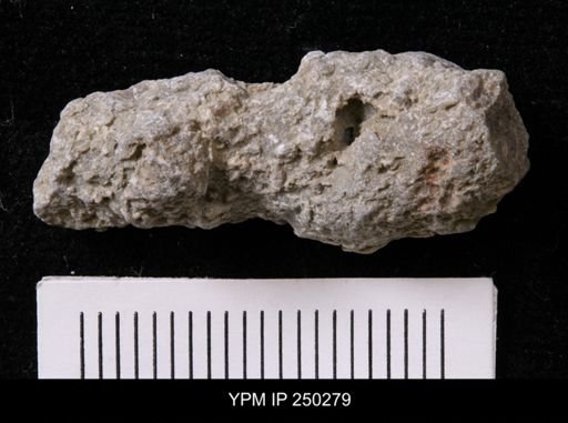 Maeandrostia tortacloaca