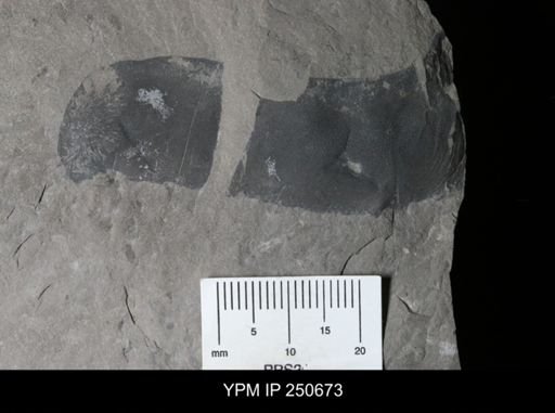 undet. Eurypterida