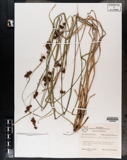 Plantae