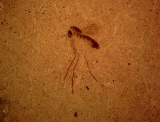 undet. Mycetophilidae