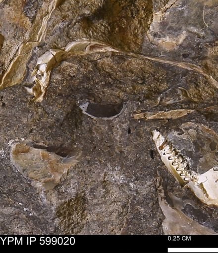 undet. Mollusca