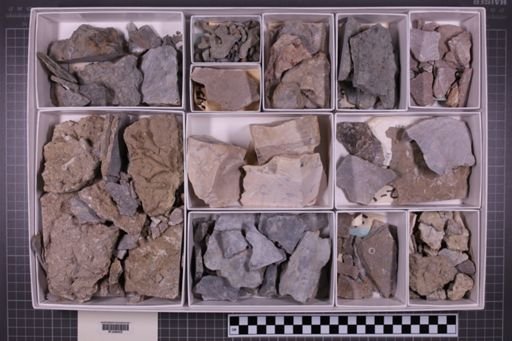 mixed taxa, stratigraphic collection