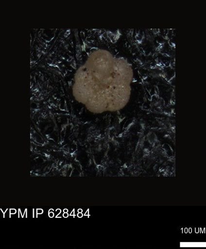 undet. Foraminiferida