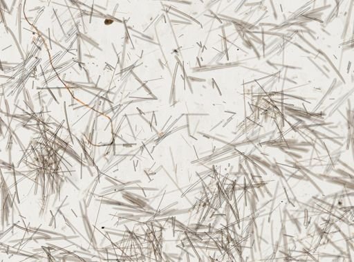 Tedania sp.
