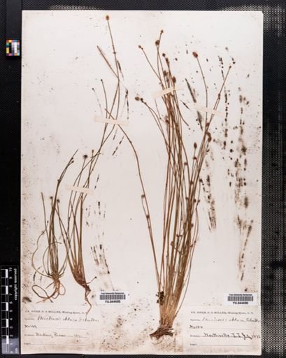 Eleocharis obtusa