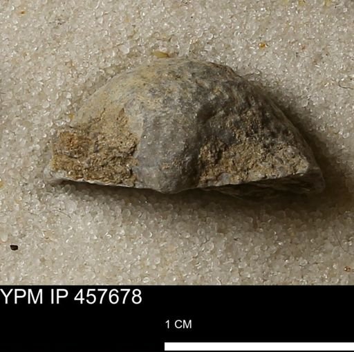 Helaspis sp.