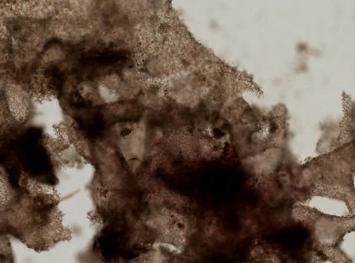 Clathrina coriacea