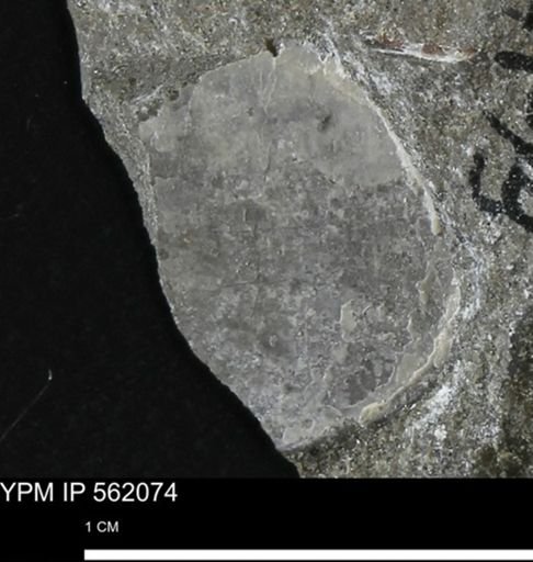 undet. Bivalvia