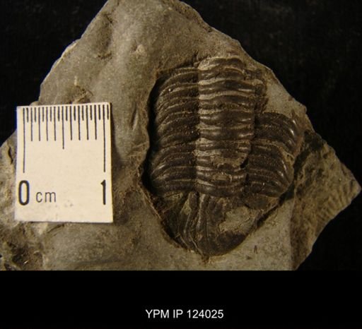Phacops rana