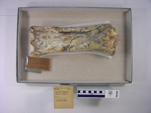 Chilotherium sp.