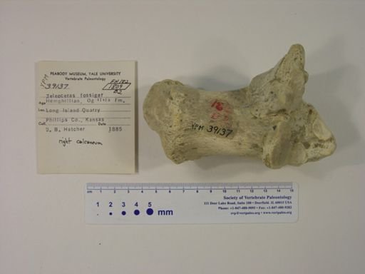 Teleoceras fossiger