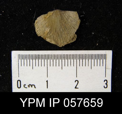 Stropheodonta arata