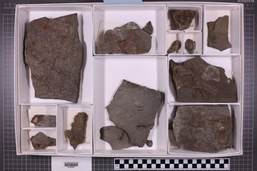 mixed taxa, stratigraphic collection