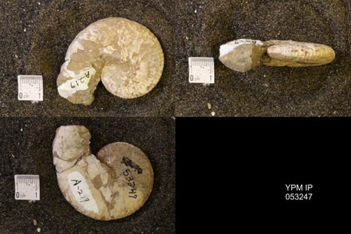 Discoscaphites conradi