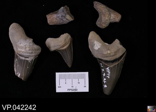 Cretoxyrhina mantelli