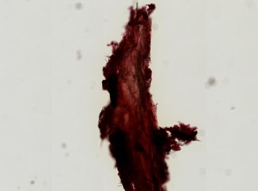 Ophlitaspongiinae