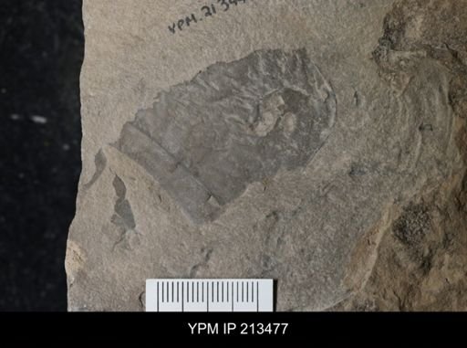 Eurypterus sp.