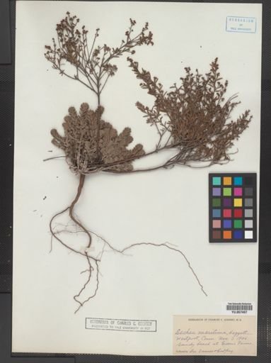 Lechea maritima