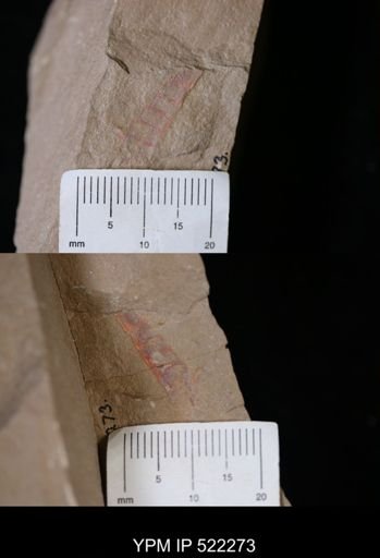 undet. Arthropoda