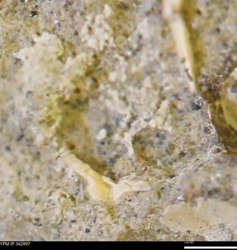 undet. Mollusca