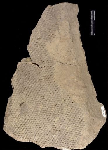 Lepidodendron sp.