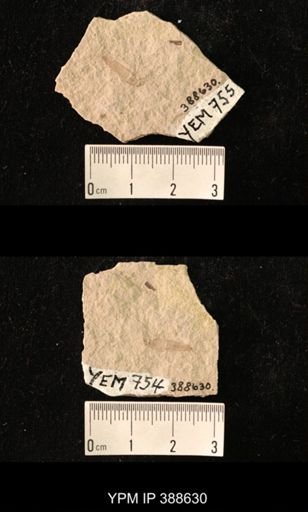Ephemeroptera