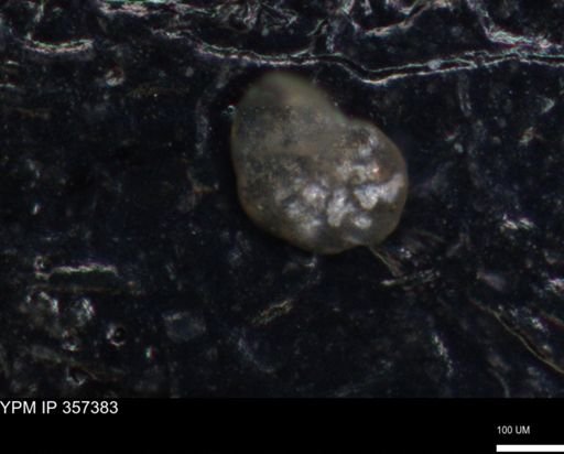undet. Foraminiferida