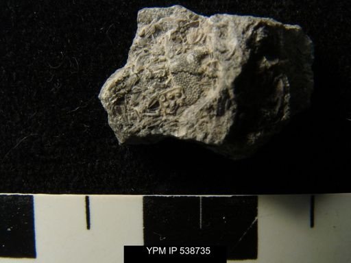 Acidaspis?