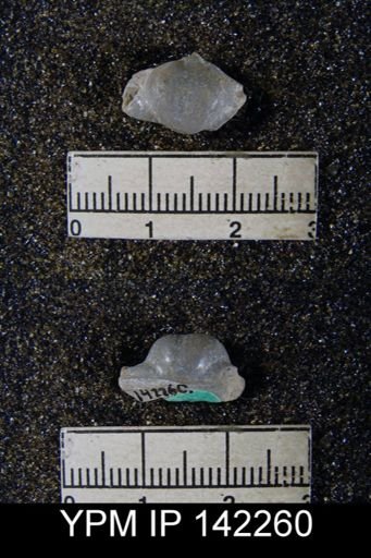 Chonetella nasuta
