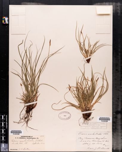Carex vaginata