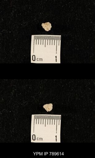 undet. Bryozoa