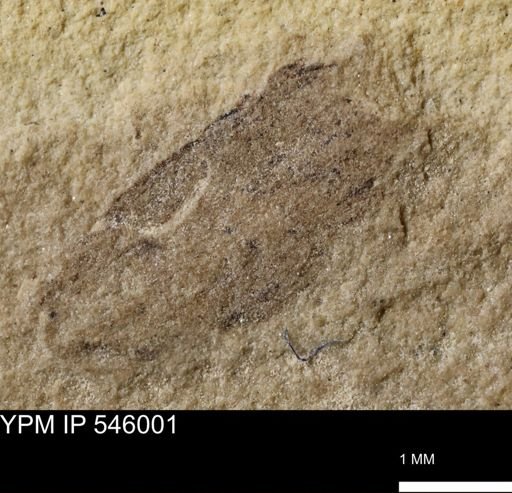 taxon undetermined