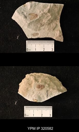 undet. Coleoptera