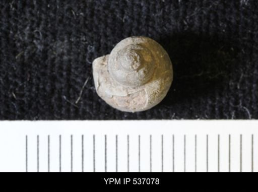 Viviparus montanaensis