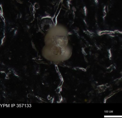 undet. Foraminiferida