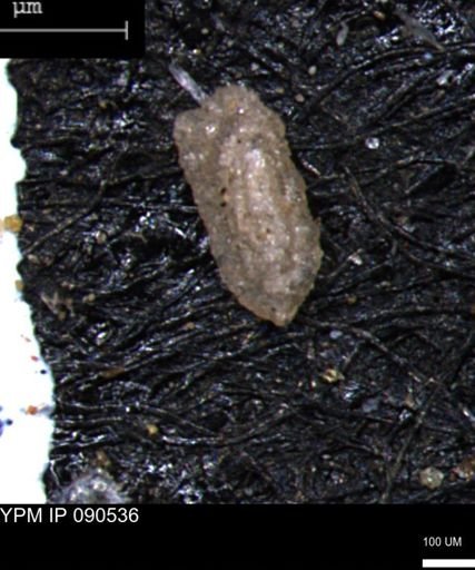 Miliammina manitobensis