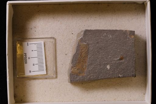 Bryozoa?