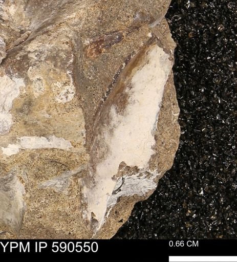 Phelopteria linguaeformis
