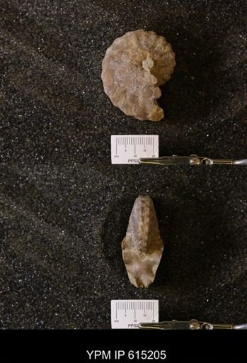 Hoplitoplacenticeras sp.