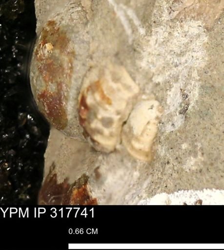 undet. Gastropoda