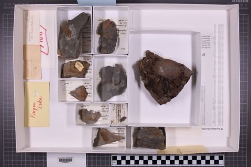 mixed taxa, stratigraphic collection